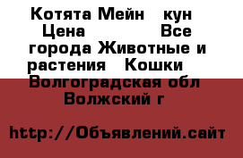 Котята Мейн - кун › Цена ­ 19 000 - Все города Животные и растения » Кошки   . Волгоградская обл.,Волжский г.